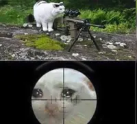 cat sniper