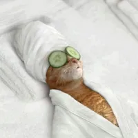 Cat spa sunday