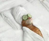 Cat Spa