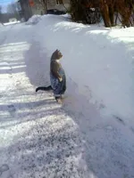 Cat standing in overalls