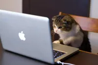 Cat using computer