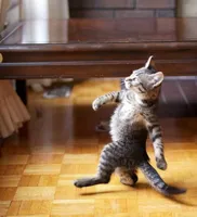 Cat Walking Like A Boss