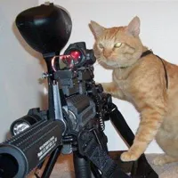 cat with gun