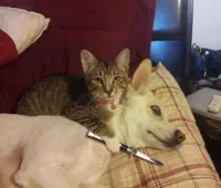 Cat with knife at dog's throat