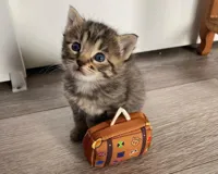 Cat with luggage