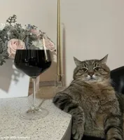 Cat with Wine