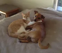 Cats and dogs living together