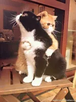 cats hugging