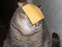 Cats with cheese