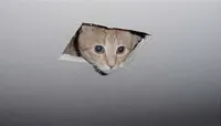 ceiling cat