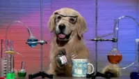 Chemistry Dog