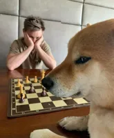 Chess doge