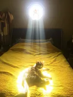 Chosen One cat