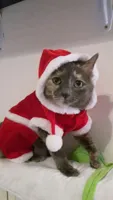 christmas cat