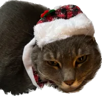 Christmas cat