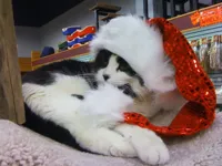 Christmas Cat