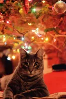 Christmas Cat