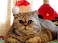 Christmas Cat