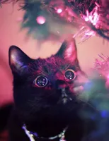 Christmas cat