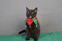 Christmas Cat