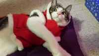 Christmas Cat