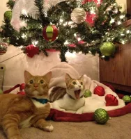 Christmas Cats