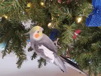 Christmas Cockatiel