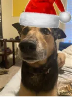 christmas doge