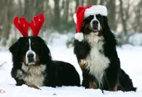 christmas dogs