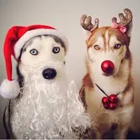 Christmas Husky