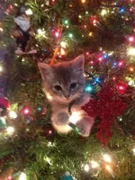 Christmas Kitty