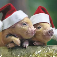 Christmas pigs