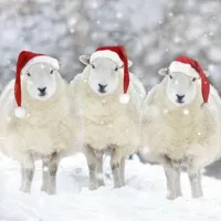 Christmas sheep