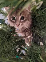 Christmas tree kitten