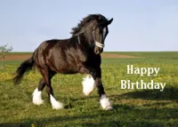 Clydesdale Happy Birthday