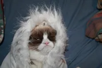 Cold grumpy cat