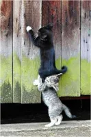 collaborating cats