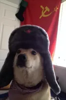 communist dog