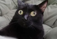 Confused Cat