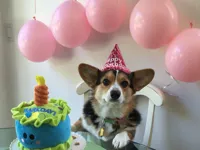 Corgi birthday