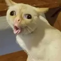 coughing cat