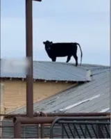 cow on roof