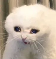 crying cat