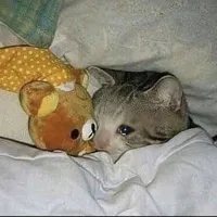 Crying cat in bed