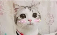 cute cat uwu