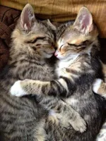 Cute Cats Cuddling