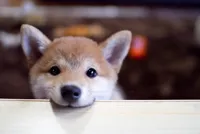 cute dog