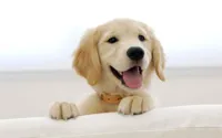 Cute dog idiot