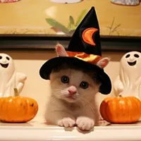 Cute halloween Kitten