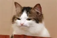 Disappointed Cat